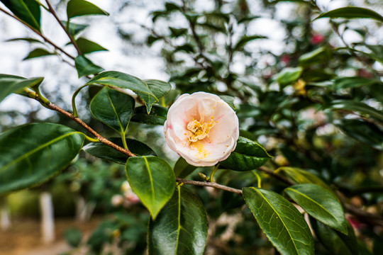 茶花