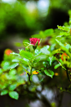 花園月季