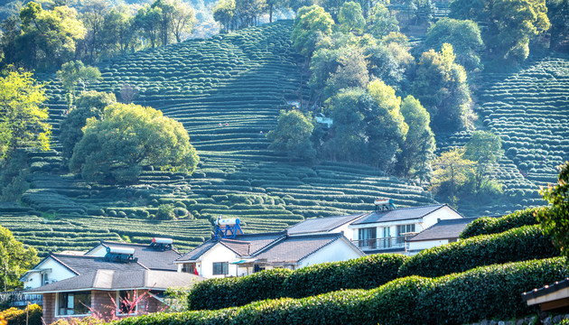 乡村高山茶田