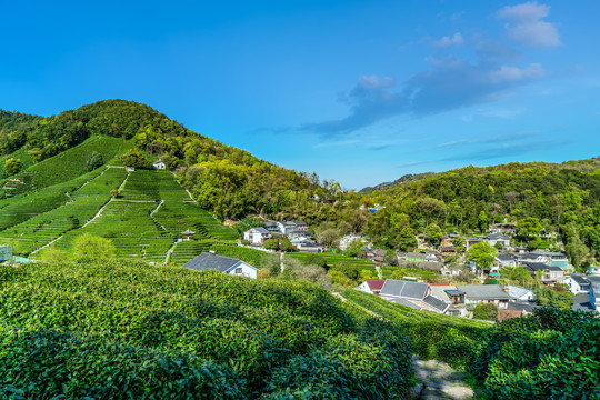 杭州西湖龙井茶乡产地