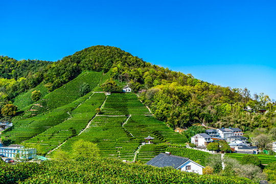 高山茶园风光