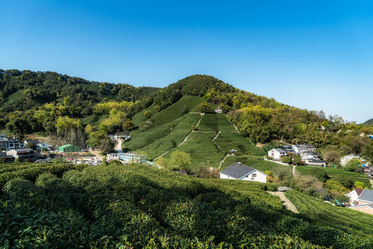 山坡茶园