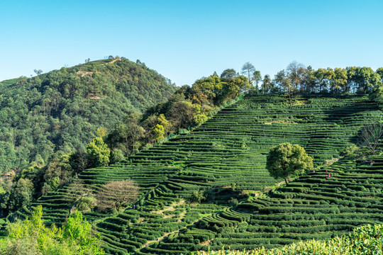 爬坡梯田茶园风光