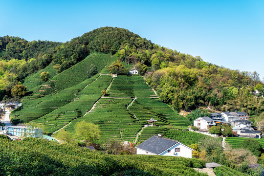 杭州龙井茶乡产地