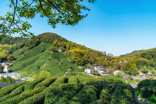 龙井茶乡产地