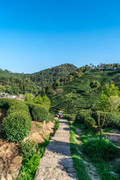 户外茶乡茶山