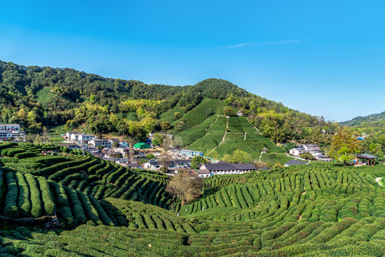 绿色茶山茶乡产地