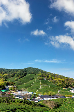 绿色茶山种植