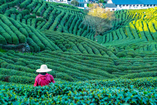 茶乡产地茶叶种植