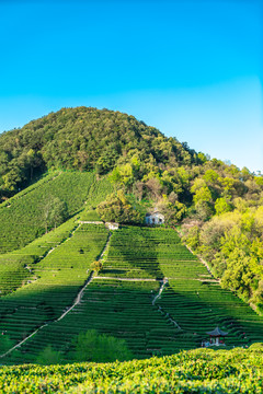 高山绿色茶园