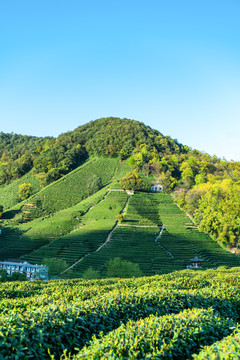 绿色茶叶基地