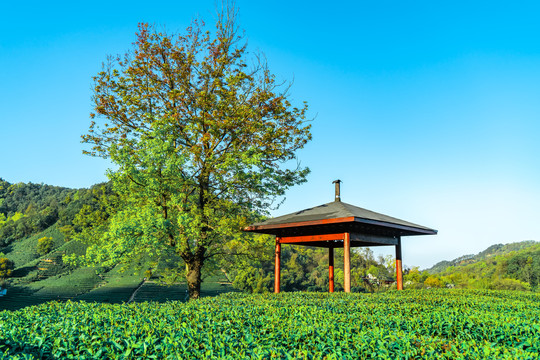 绿色茶山生态园