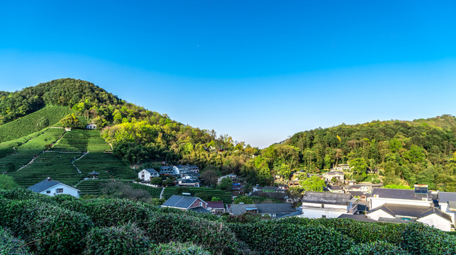 乡村小镇茶叶基地