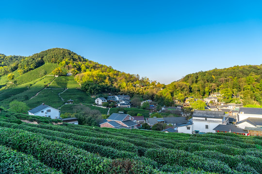 杭州西湖不龙井茶乡风光