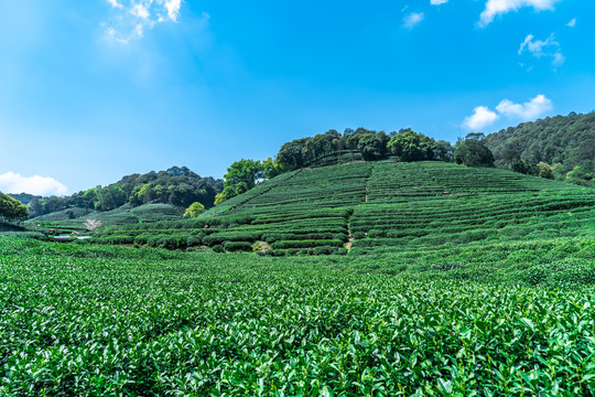 杭州西湖龙井生态茶园