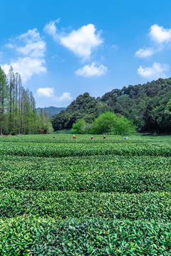 杭州龙井茶乡产地