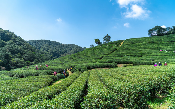 杭州西湖龙井茶园