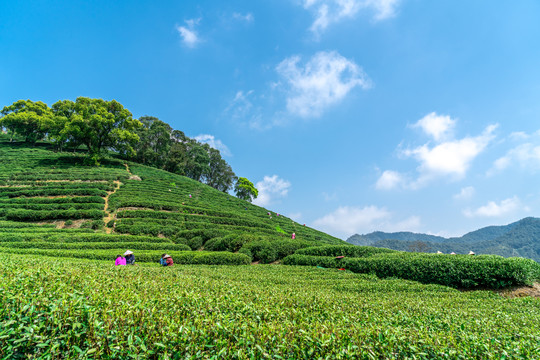 杭州西湖龙井茶山