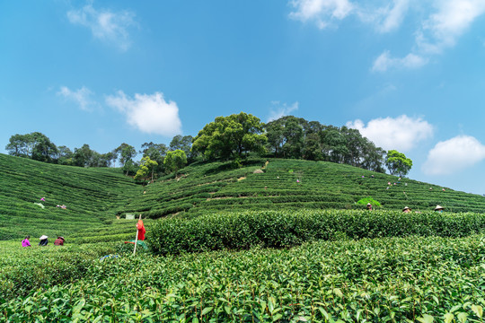 杭州西湖茶叶基地