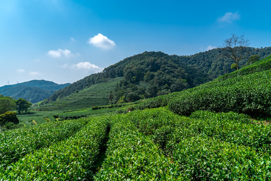 杭州西湖生态绿色茶园