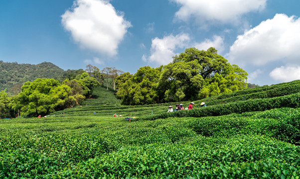 杭州西湖茶园新茶