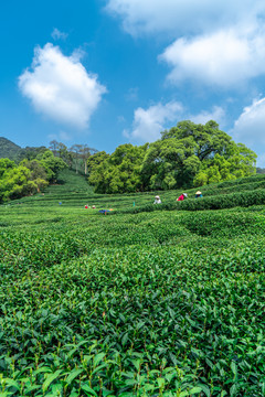 杭州西湖茶园风光