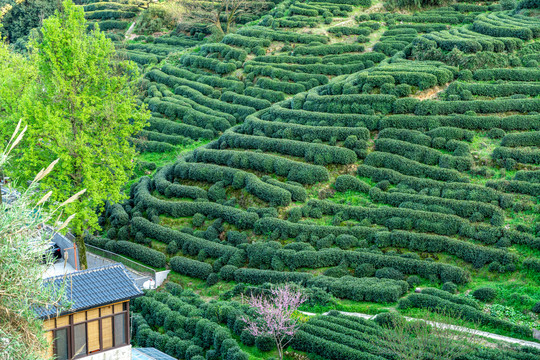 俯瞰杭州西湖龙井茶乡茶园