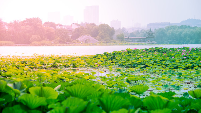 徐州市云龙湖风景区荷花