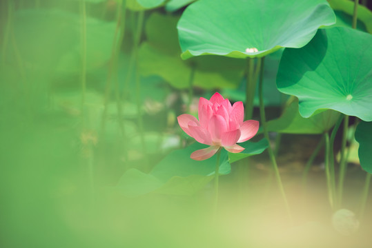 云龙湖风景区荷花