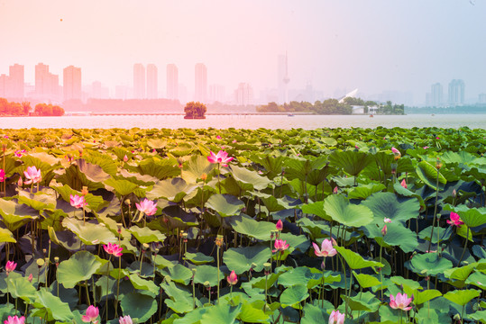 徐州市云龙湖风景区荷花