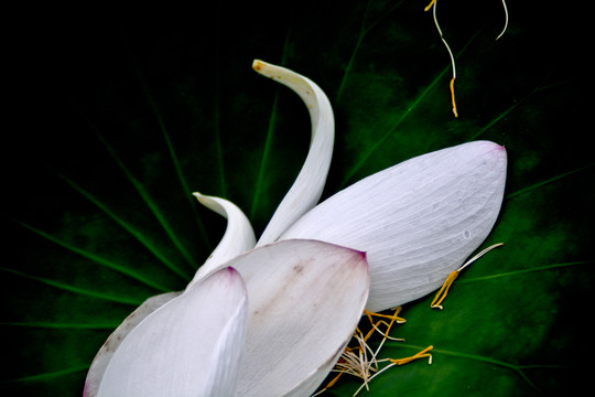 花落鹅白