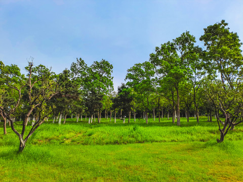 小树林绿草地