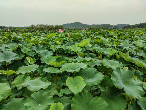 无锡管社山庄荷塘