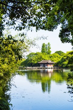 西湖曲院风荷