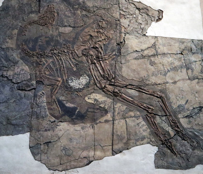 动物化石