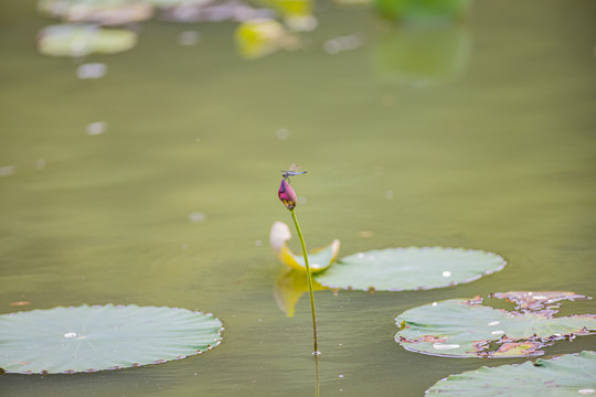 荷花