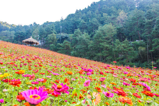 百日菊花海