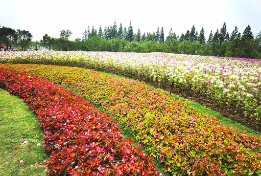 大型花卉苗木基地