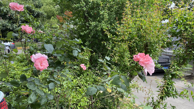 月季花鲜花图片