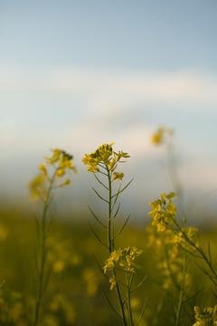 油菜