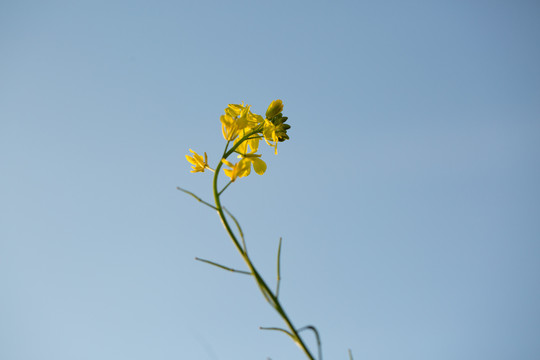 油菜