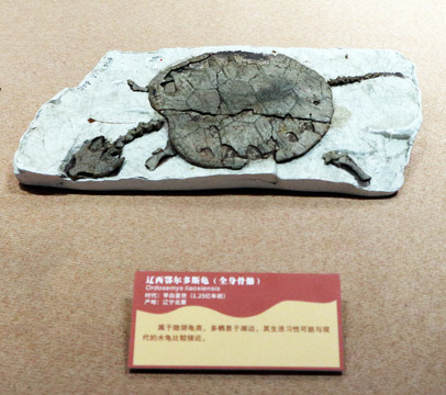 考古标本