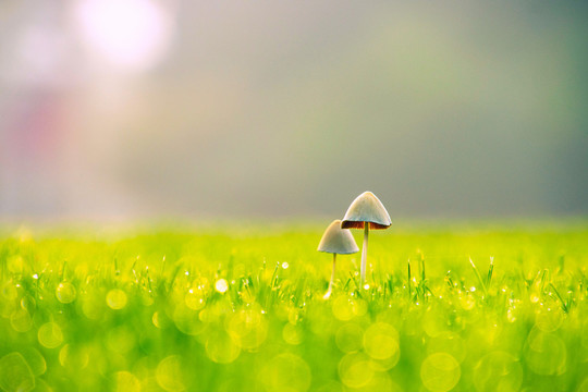 清晨日出草地露珠里的小蘑菇