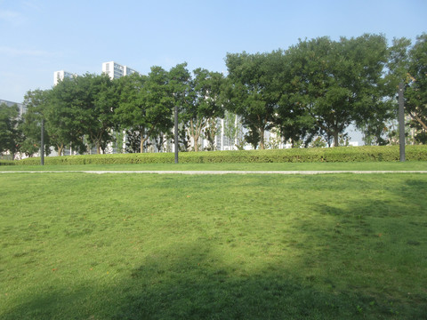 公園草坪
