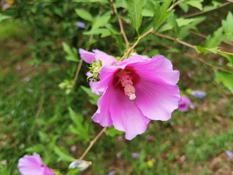 木槿高清特写