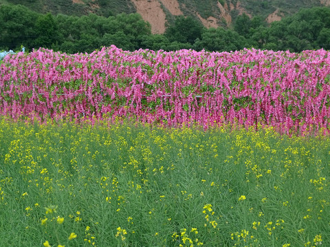 田园花海