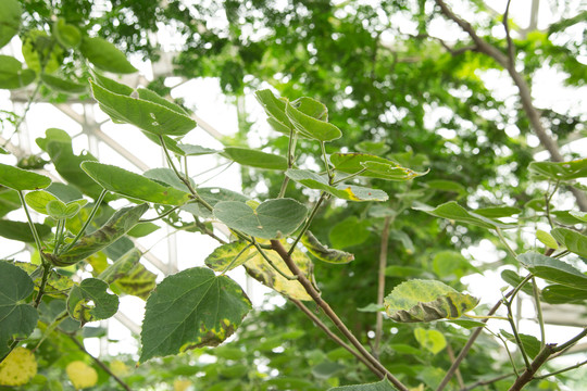 植物园里的非洲芙蓉