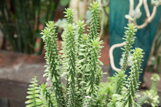 上海辰山植物园里的翡翠木