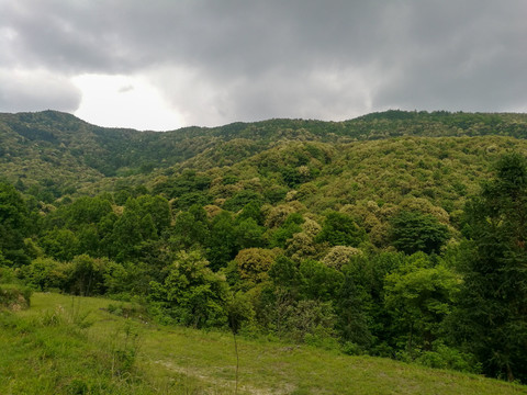 山峰草地森林