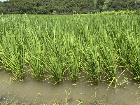 种植水稻